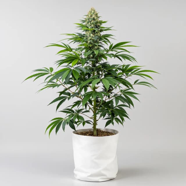 Embalaje de semillas de cannabis Critical Glue — Royal King Seeds España