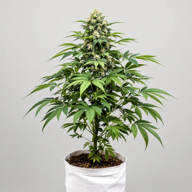 Embalaje de semillas de cannabis Critical Glue — Royal King Seeds España