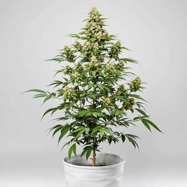 Embalaje de semillas de cannabis Critical Jack — Royal King Seeds España