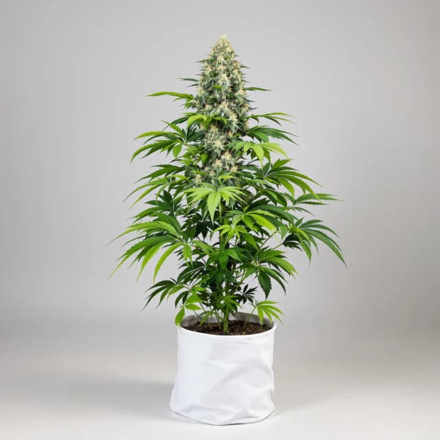 Embalaje de semillas de cannabis Critical Kush — Royal King Seeds España