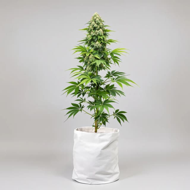 Embalaje de semillas de cannabis Critical Plus — Royal King Seeds España