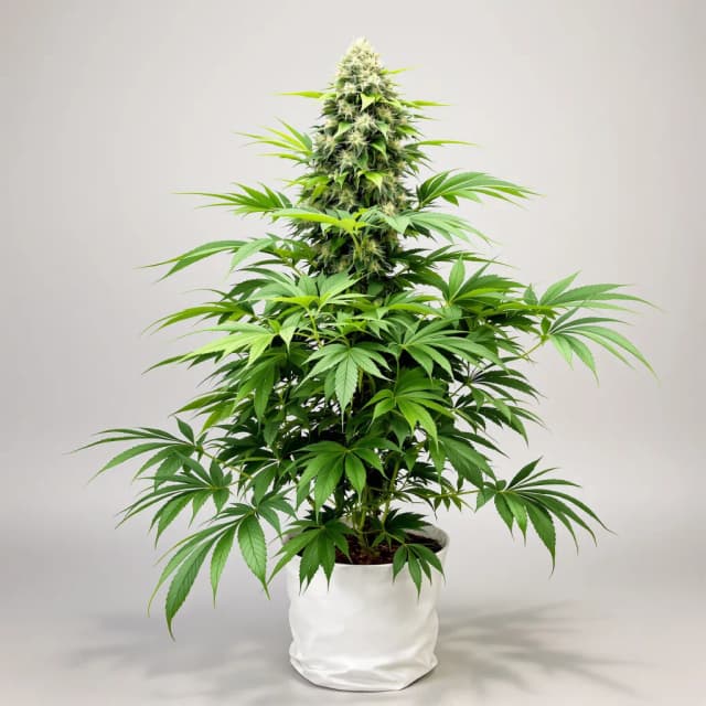 Embalaje de semillas de cannabis Critical Purple — Royal King Seeds España