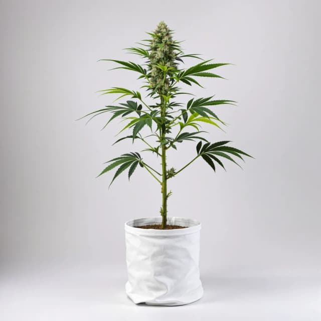 Embalaje de semillas de cannabis Critical Purple — Royal King Seeds España