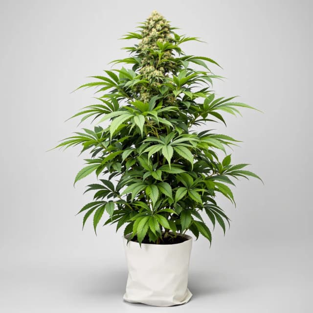 Embalaje de semillas de cannabis Critical Sensi Star — Royal King Seeds España