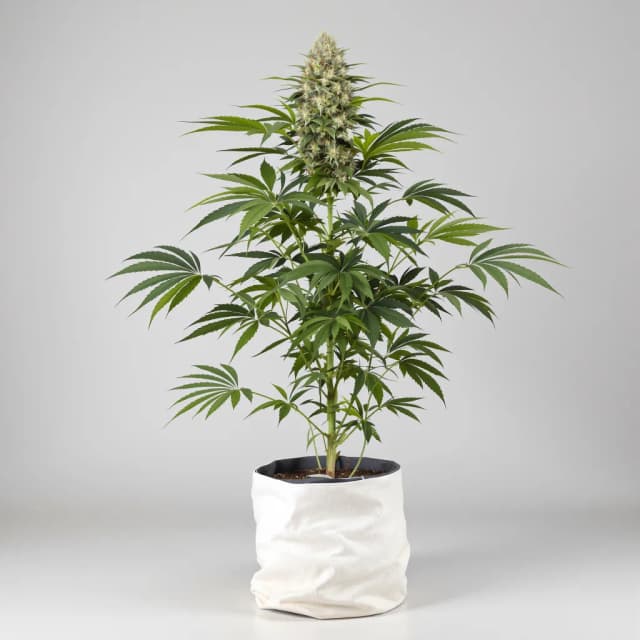 Embalaje de semillas de cannabis Crosswalker — Royal King Seeds España