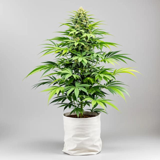 Embalaje de semillas de cannabis Crouching Tiger Hidden Alien — Royal King Seeds España