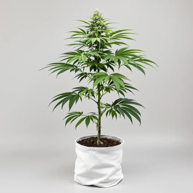 Embalaje de semillas de cannabis Crown Royale — Royal King Seeds España