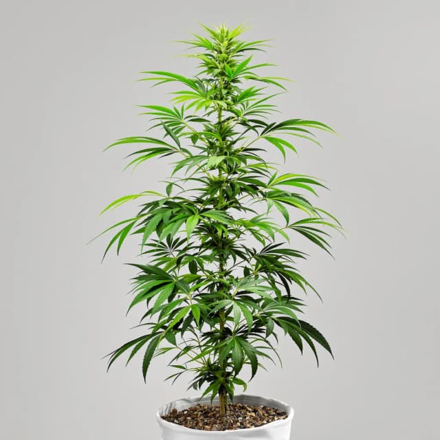 Embalaje de semillas de cannabis Crystal Coma — Royal King Seeds España