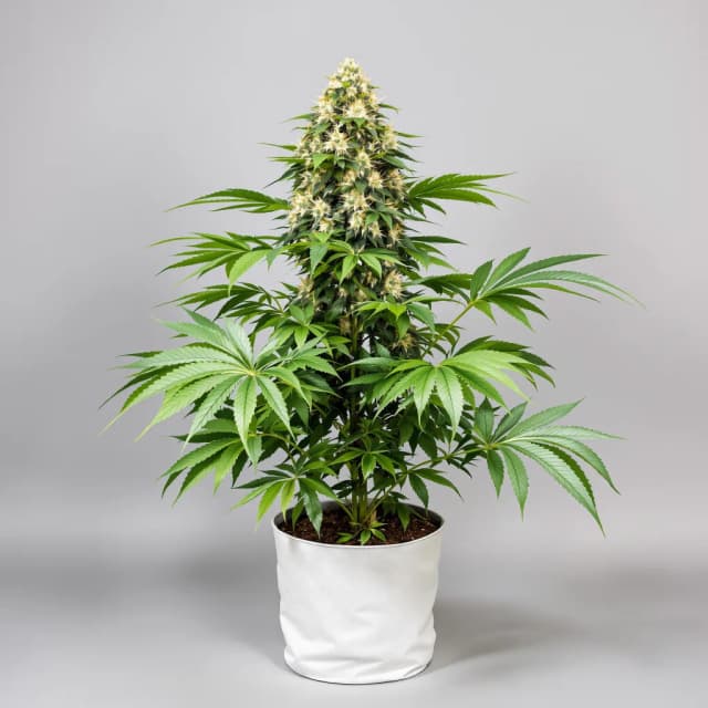 Embalaje de semillas de cannabis Cuvee — Royal King Seeds España