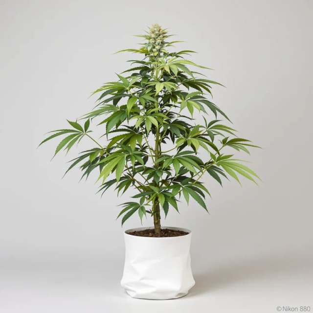 Embalaje de semillas de cannabis Dairy Queen — Royal King Seeds España