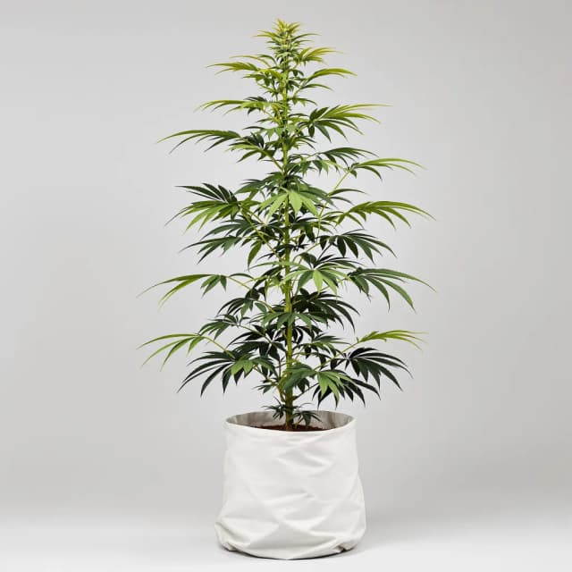 Embalaje de semillas de cannabis Damnesia — Royal King Seeds España