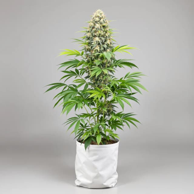 Embalaje de semillas de cannabis Dance World CBD — Royal King Seeds España