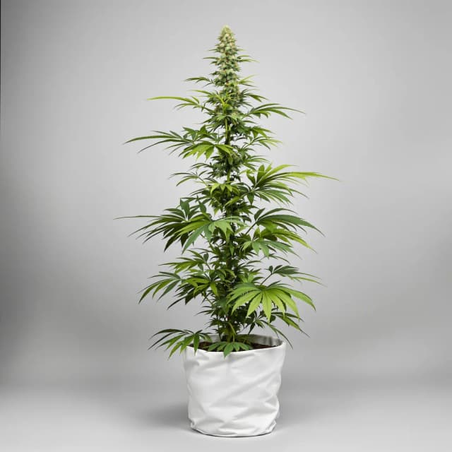 Embalaje de semillas de cannabis Dance World — Royal King Seeds España