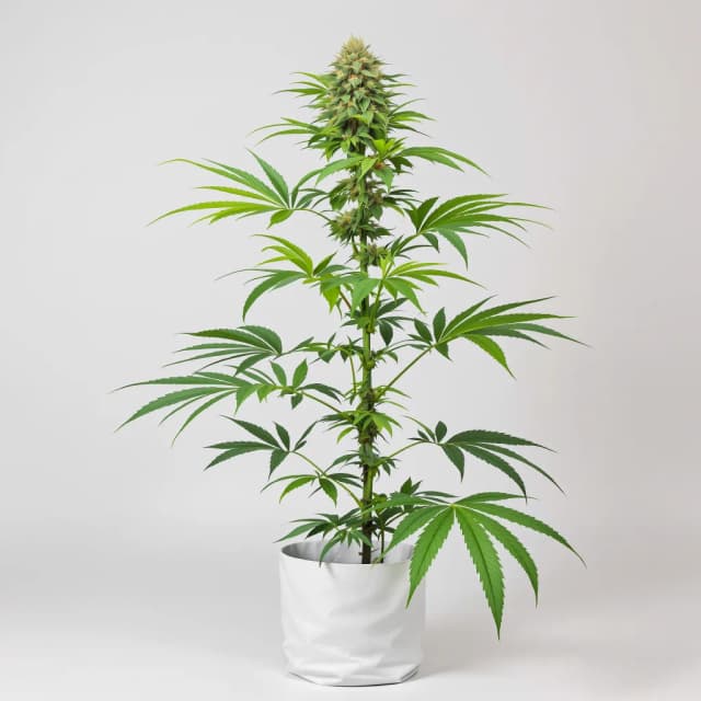 Embalaje de semillas de cannabis Dancehall CBD — Royal King Seeds España