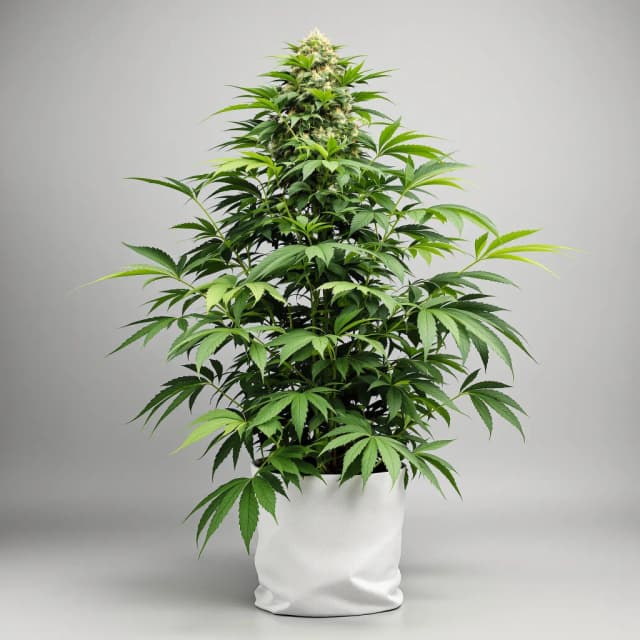 Embalaje de semillas de cannabis Dank Schrader — Royal King Seeds España