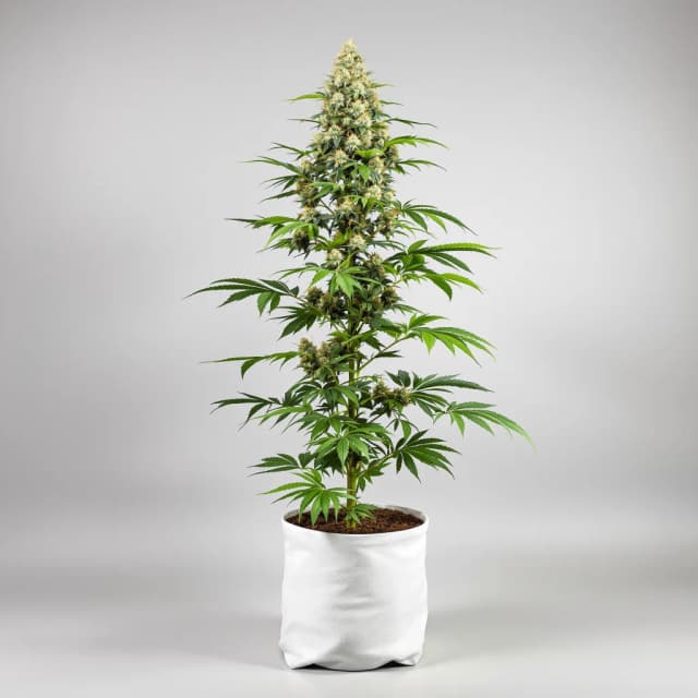 Embalaje de semillas de cannabis Dank Sinatra — Royal King Seeds España