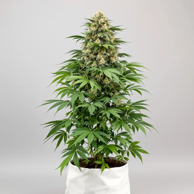 Embalaje de semillas de cannabis Danky Doodle — Royal King Seeds España