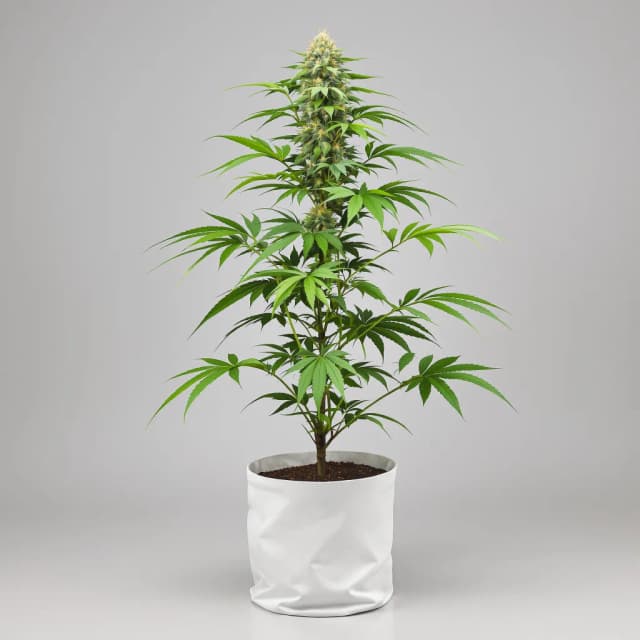 Embalaje de semillas de cannabis Dawgfather OG — Royal King Seeds España