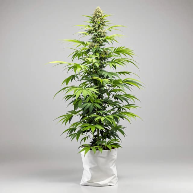 Embalaje de semillas de cannabis Deadly Sativas Mixpack — Royal King Seeds España