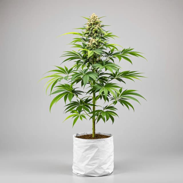 Embalaje de semillas de cannabis Death Bubba — Royal King Seeds España
