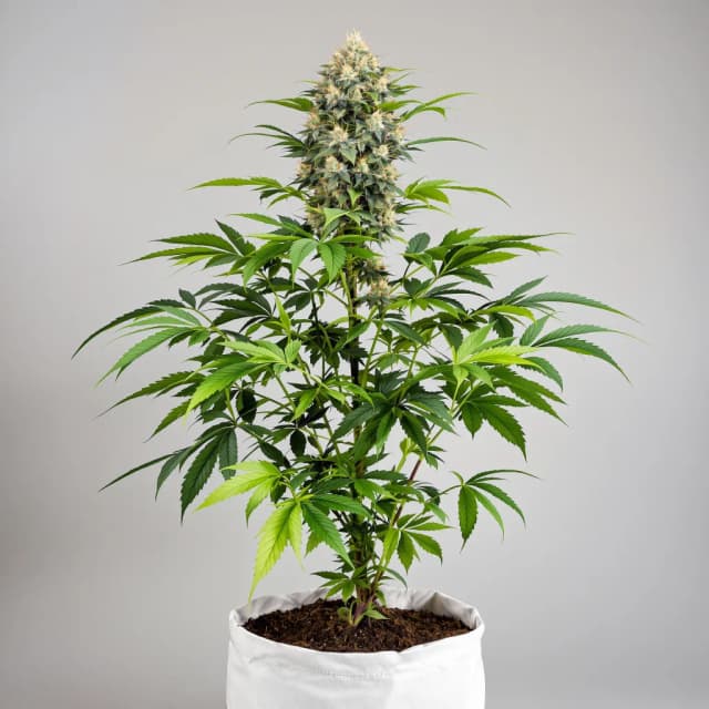 Embalaje de semillas de cannabis Death Star — Royal King Seeds España