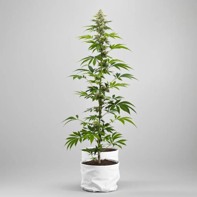 Embalaje de semillas de cannabis Death Star OG — Royal King Seeds España