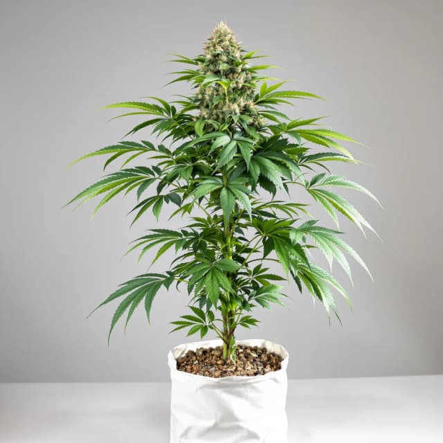 Embalaje de semillas de cannabis Deep Purple — Royal King Seeds España