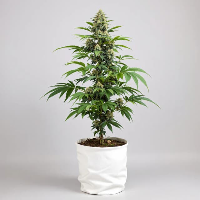 Embalaje de semillas de cannabis Deep Purple — Royal King Seeds España