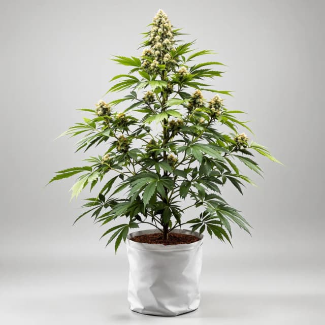 Embalaje de semillas de cannabis Diablo — Royal King Seeds España