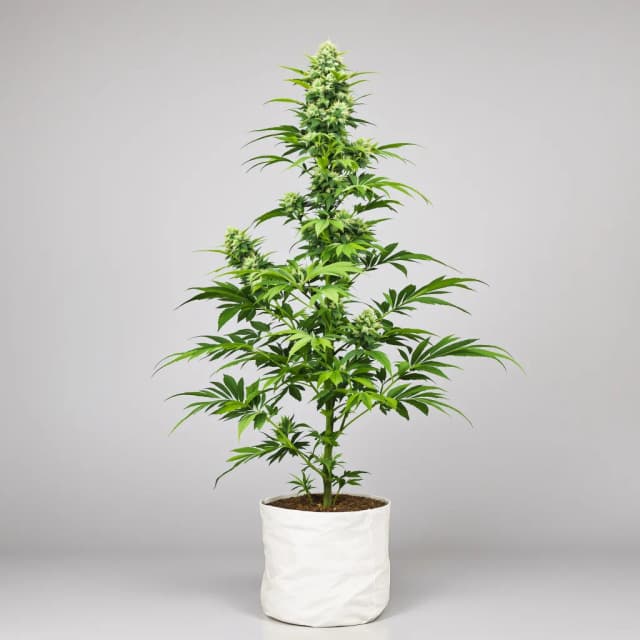 Embalaje de semillas de cannabis Diamond Valley Kush — Royal King Seeds España