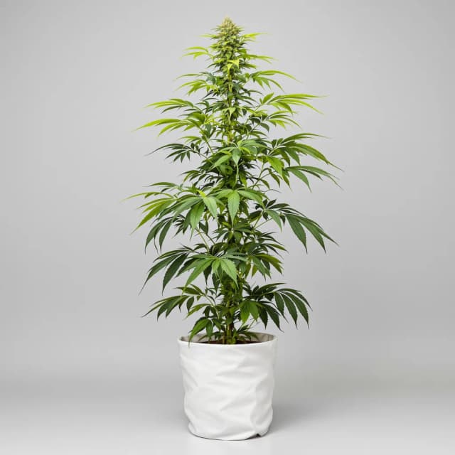 Embalaje de semillas de cannabis Diesel Duff — Royal King Seeds España