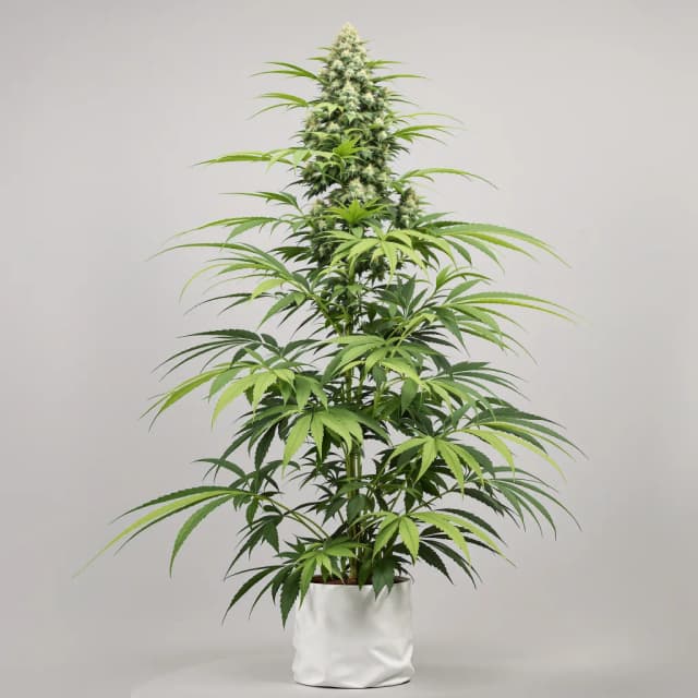 Embalaje de semillas de cannabis Diesel — Royal King Seeds España