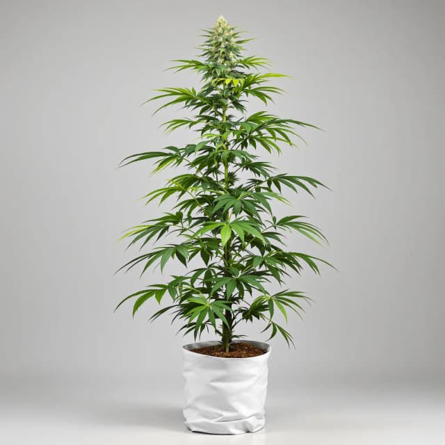 Embalaje de semillas de cannabis Diesel Power — Royal King Seeds España