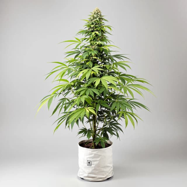 Embalaje de semillas de cannabis Dizzy OG — Royal King Seeds España