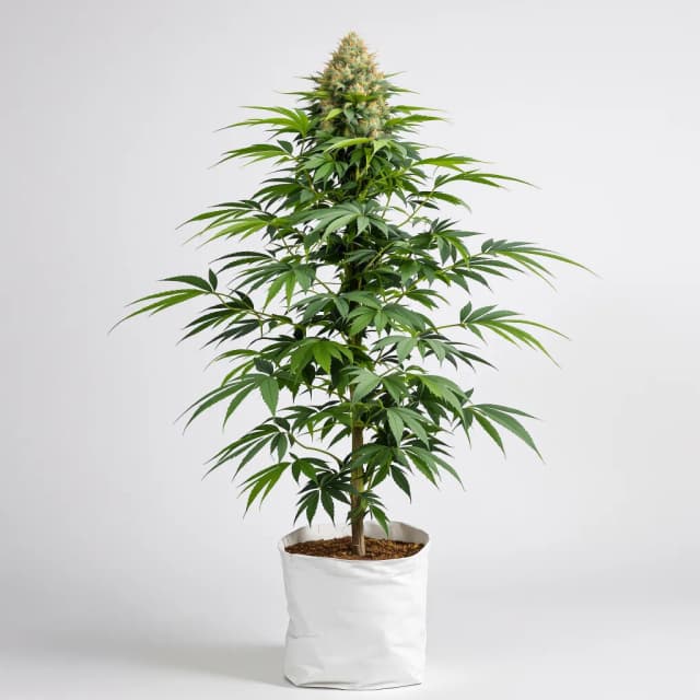 Embalaje de semillas de cannabis Dogwalker OG — Royal King Seeds España