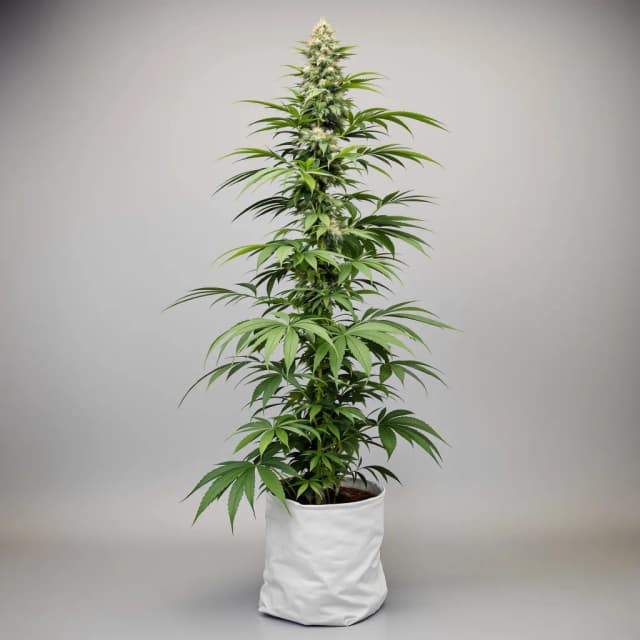 Embalaje de semillas de cannabis Doobiebird Daydream — Royal King Seeds España