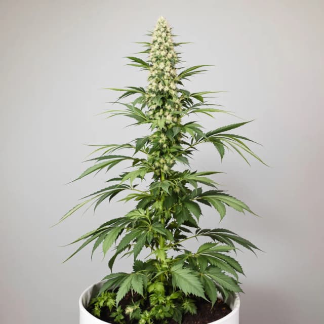 Embalaje de semillas de cannabis Dragon's Breath — Royal King Seeds España