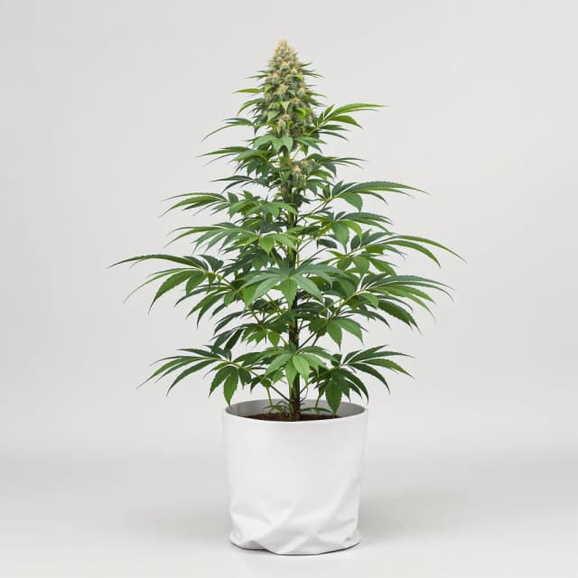 Embalaje de semillas de cannabis Dream Berry — Royal King Seeds España