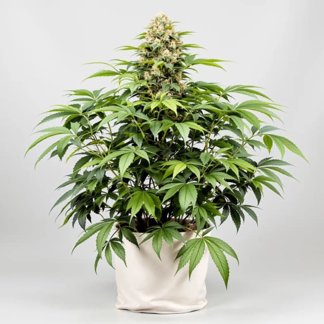 Embalaje de semillas de cannabis Dream Queen — Royal King Seeds España