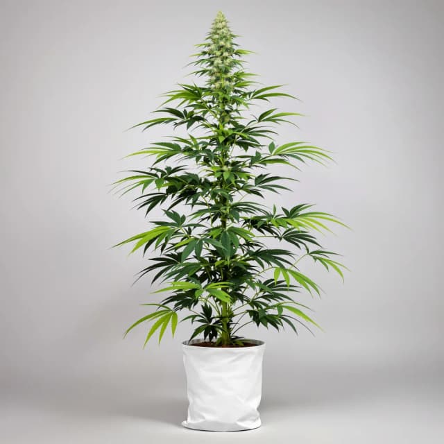 Embalaje de semillas de cannabis Durban Poison — Royal King Seeds España