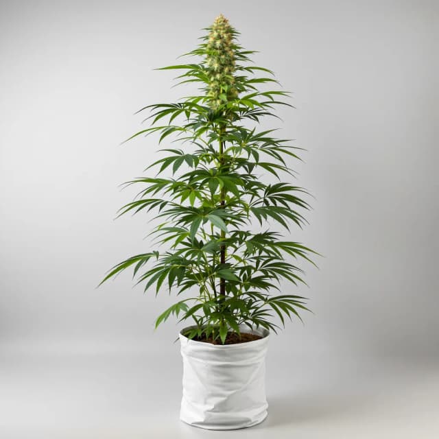 Embalaje de semillas de cannabis Durban Poison — Royal King Seeds España
