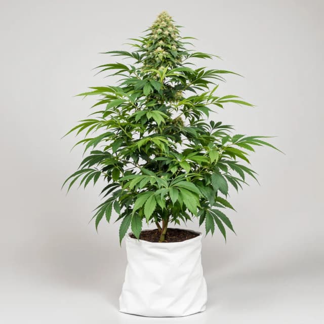 Embalaje de semillas de cannabis Dutch Kush — Royal King Seeds España