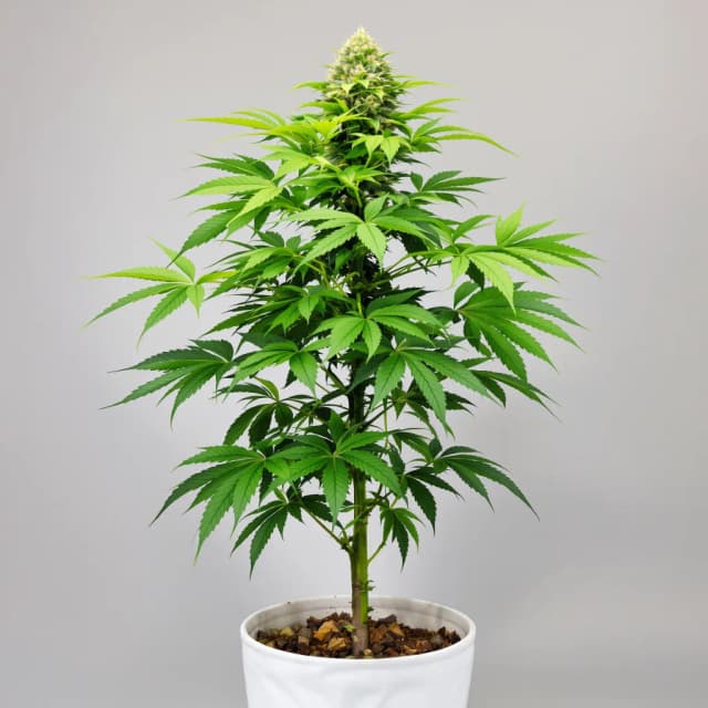 Embalaje de semillas de cannabis Ecto Cooler — Royal King Seeds España