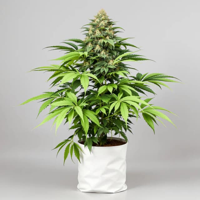Embalaje de semillas de cannabis El Chapo OG — Royal King Seeds España