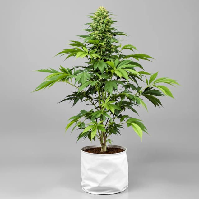 Embalaje de semillas de cannabis El Chapo OG — Royal King Seeds España