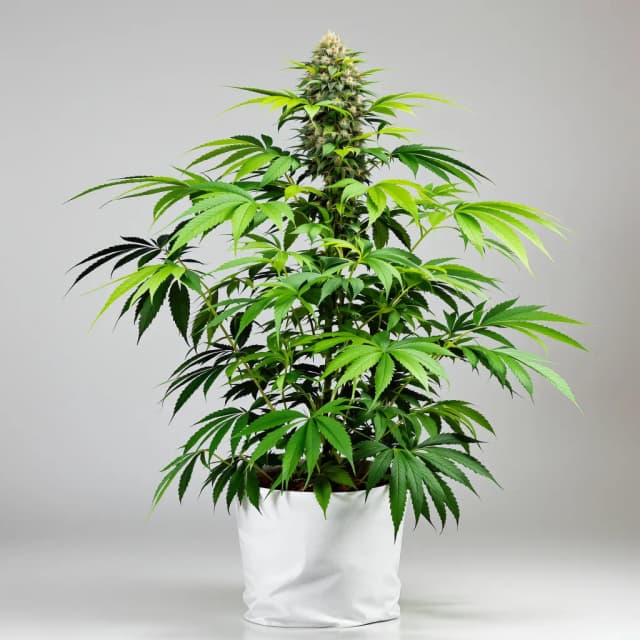 Embalaje de semillas de cannabis Endless Sky — Royal King Seeds España