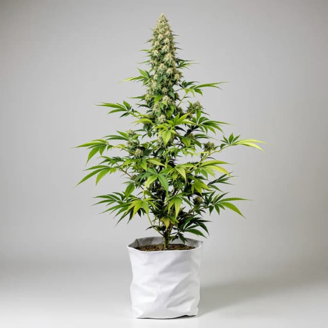 Embalaje de semillas de cannabis Envy — Royal King Seeds España