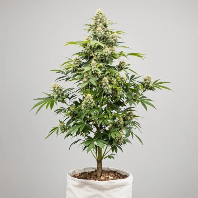 Embalaje de semillas de cannabis Euphoria Cookies — Royal King Seeds España