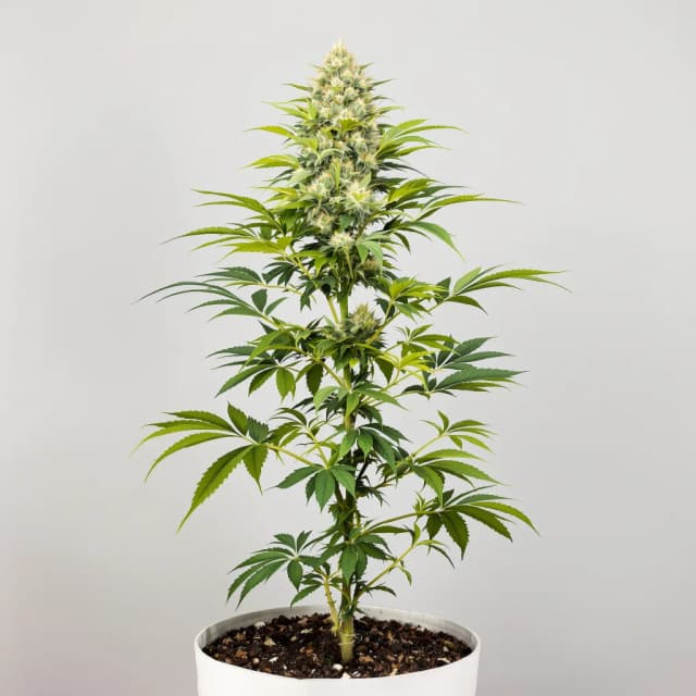 Embalaje de semillas de cannabis Euphoria Cookies — Royal King Seeds España