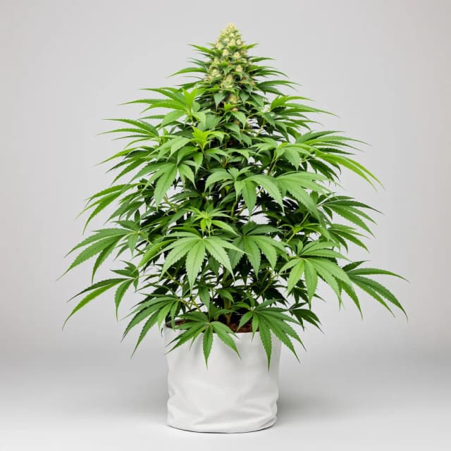 Embalaje de semillas de cannabis Extreme OG — Royal King Seeds España